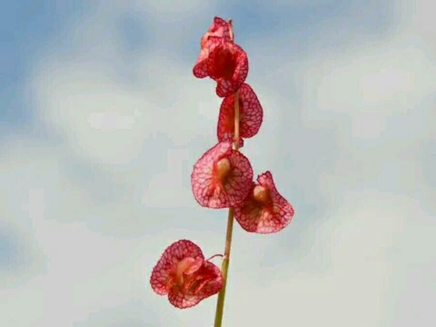 Rumex cyprius flower