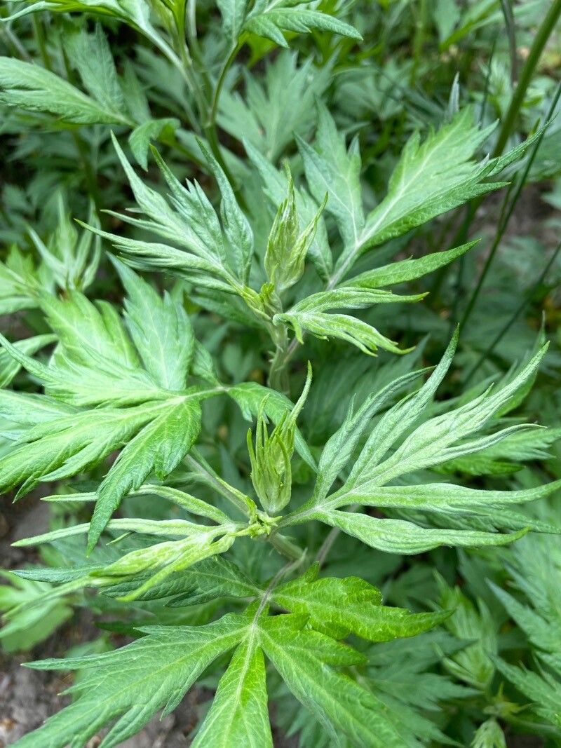 Artemisia montana leaf