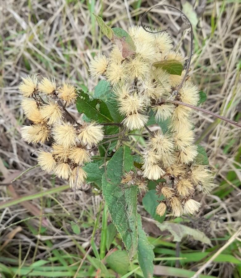 Vernonanthura tweedieana habit