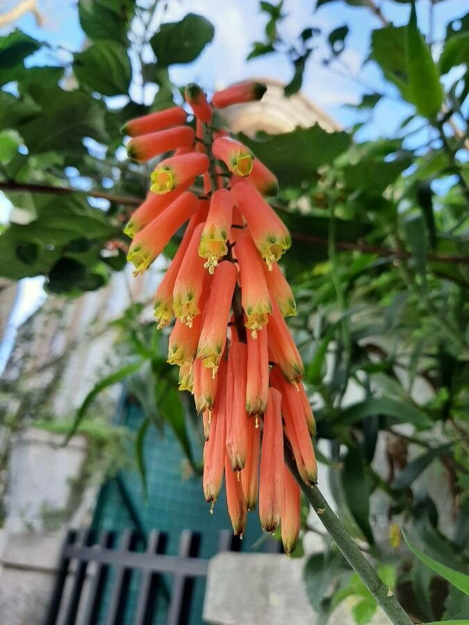 Aloe ciliaris flower