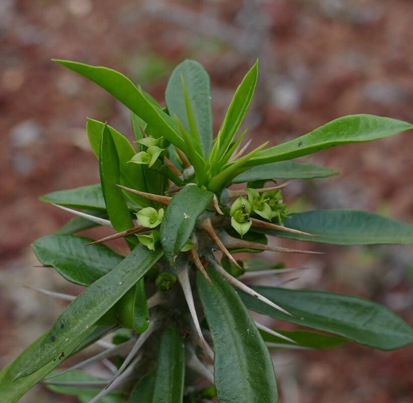 Euphorbia analavelonensis — houseplant care guide