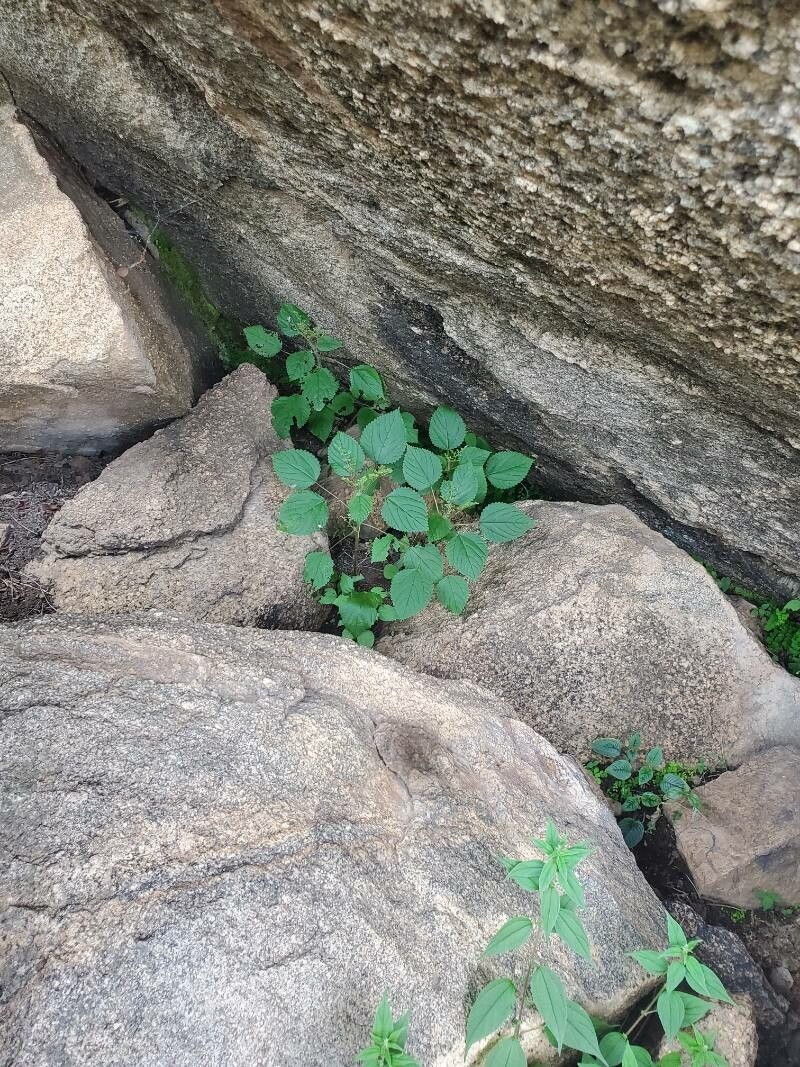 Laportea ovalifolia — search result for 'Laportea'