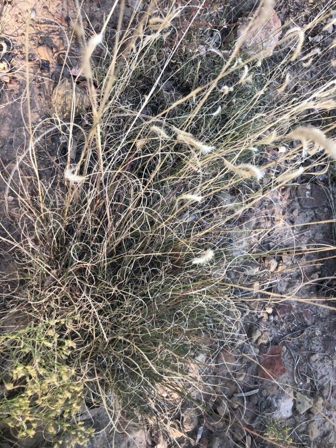 Bouteloua gracilis leaf