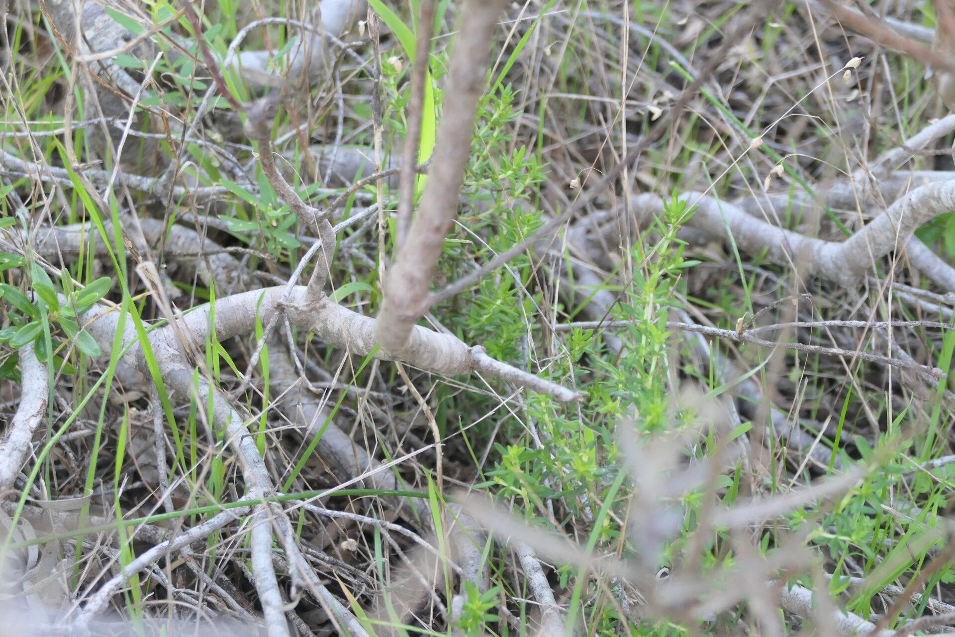 Leucadendron coniferum bark