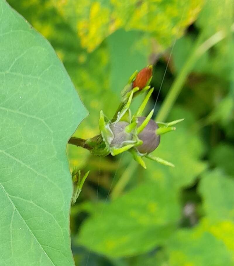 Ipomoea rubriflora fruit