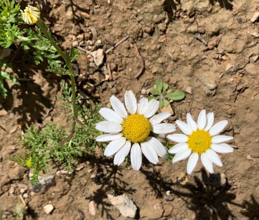 Anthemis pseudocotula flower