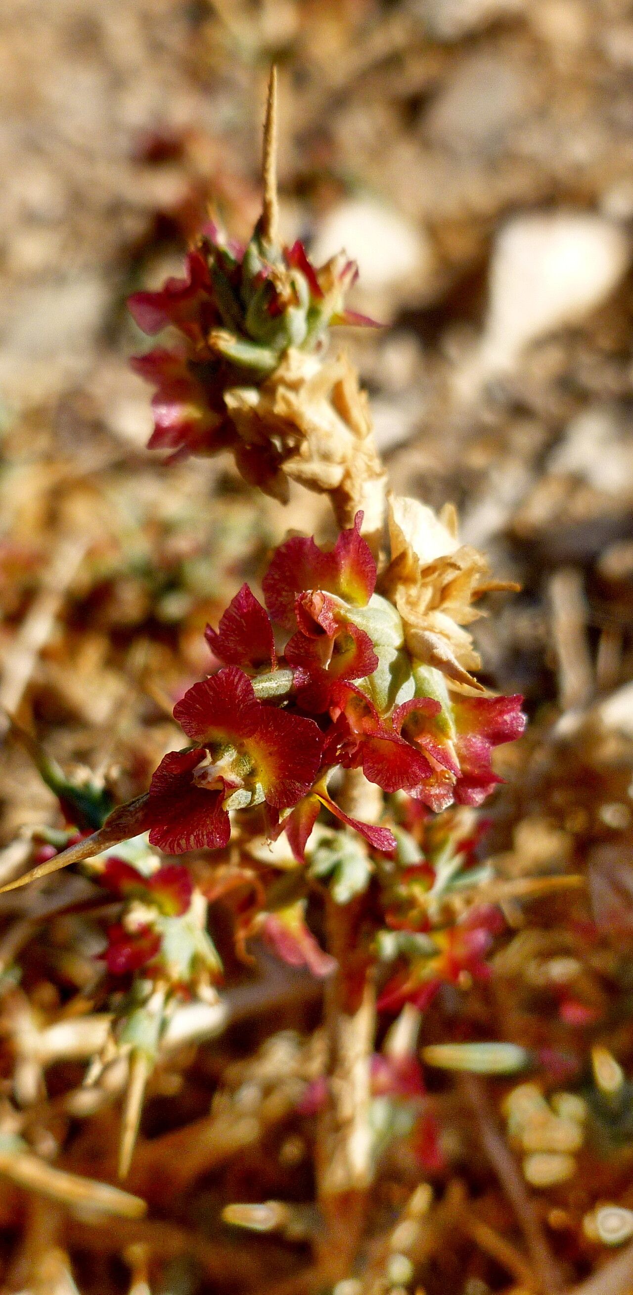 Caroxylon divaricatum flower