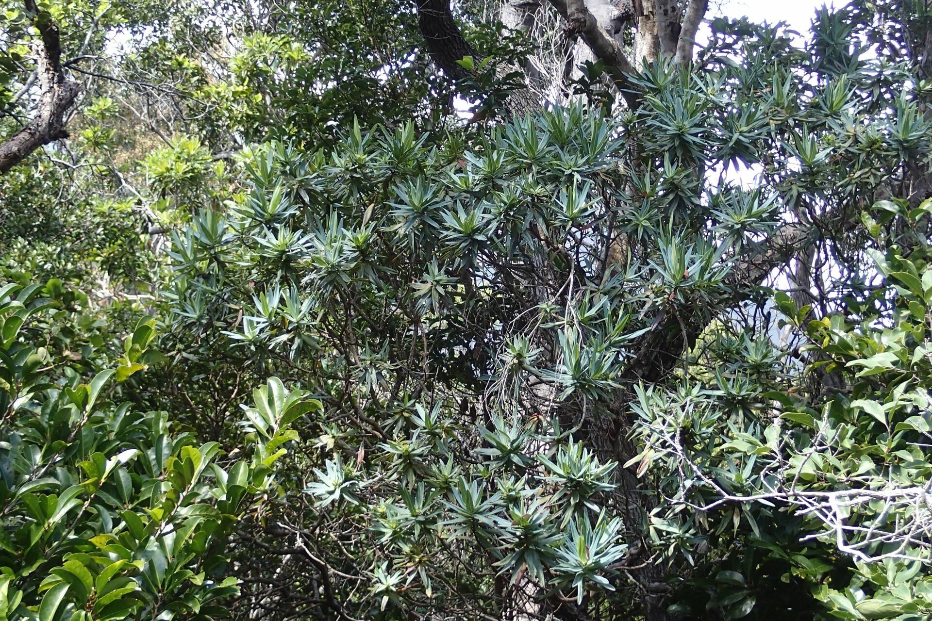 Hibbertia rubescens — houseplant care guide