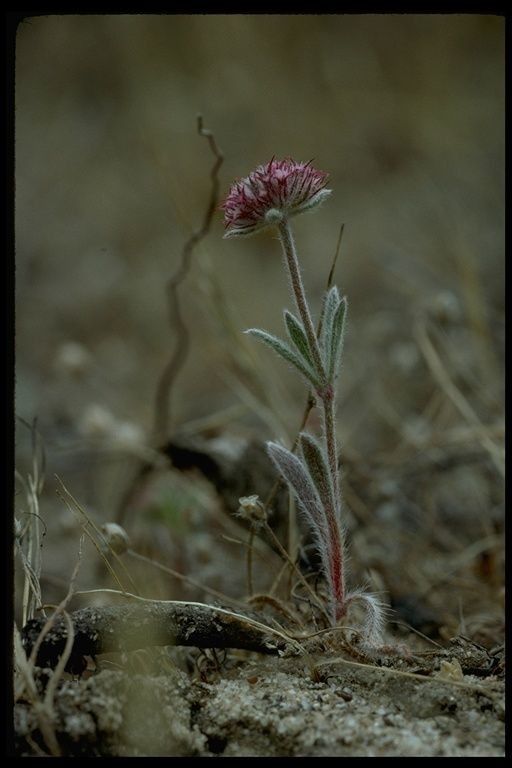 Chorizanthe douglasii habit