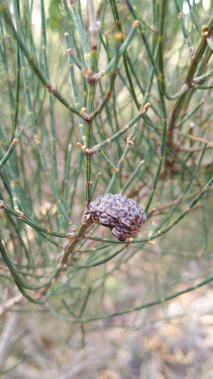 Allocasuarina muelleriana fruit