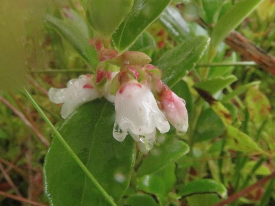 Vaccinium vitis-idaea flower