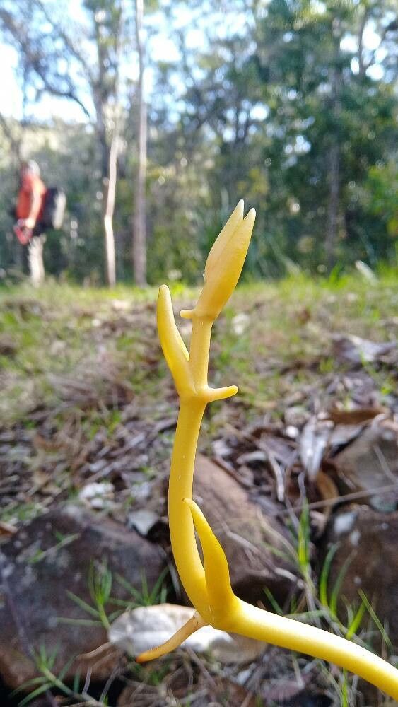 Erythrorchis cassythoides flower