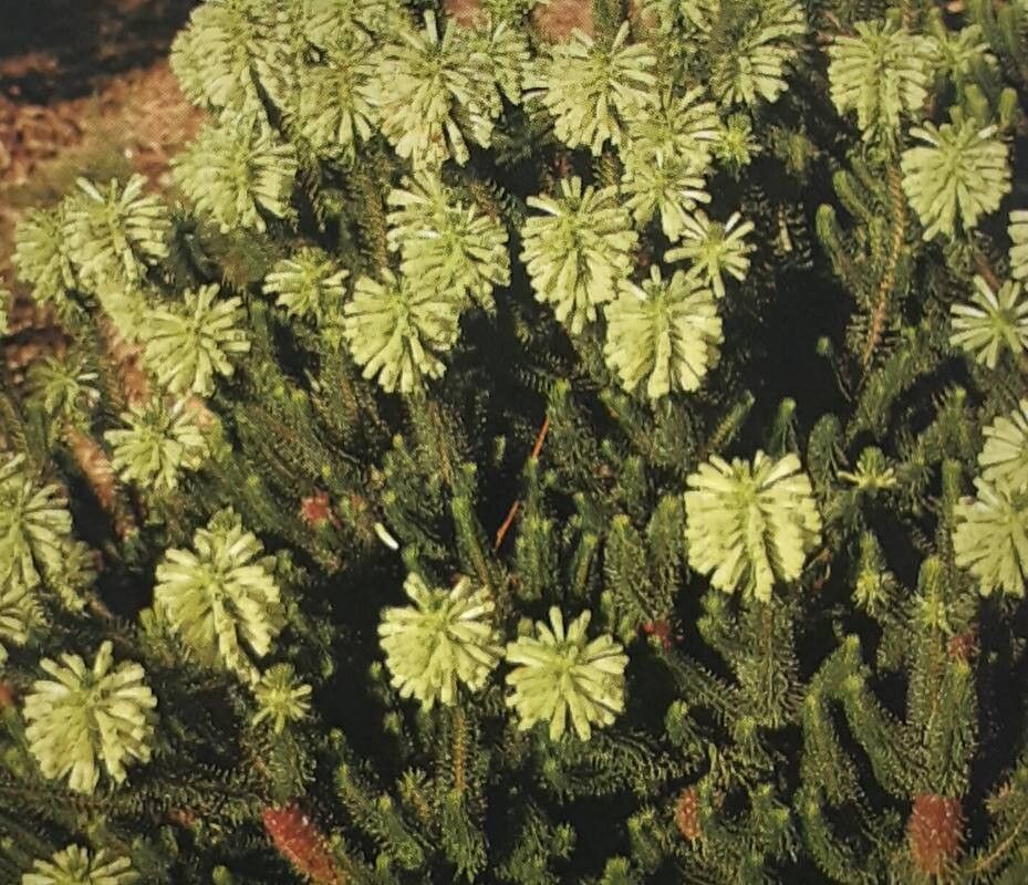 Erica sessiliflora habit