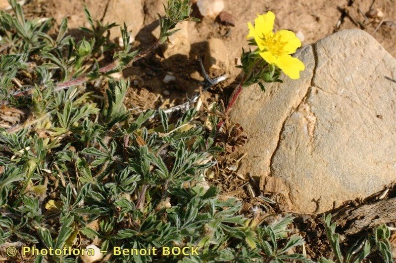Potentilla reuteri habit