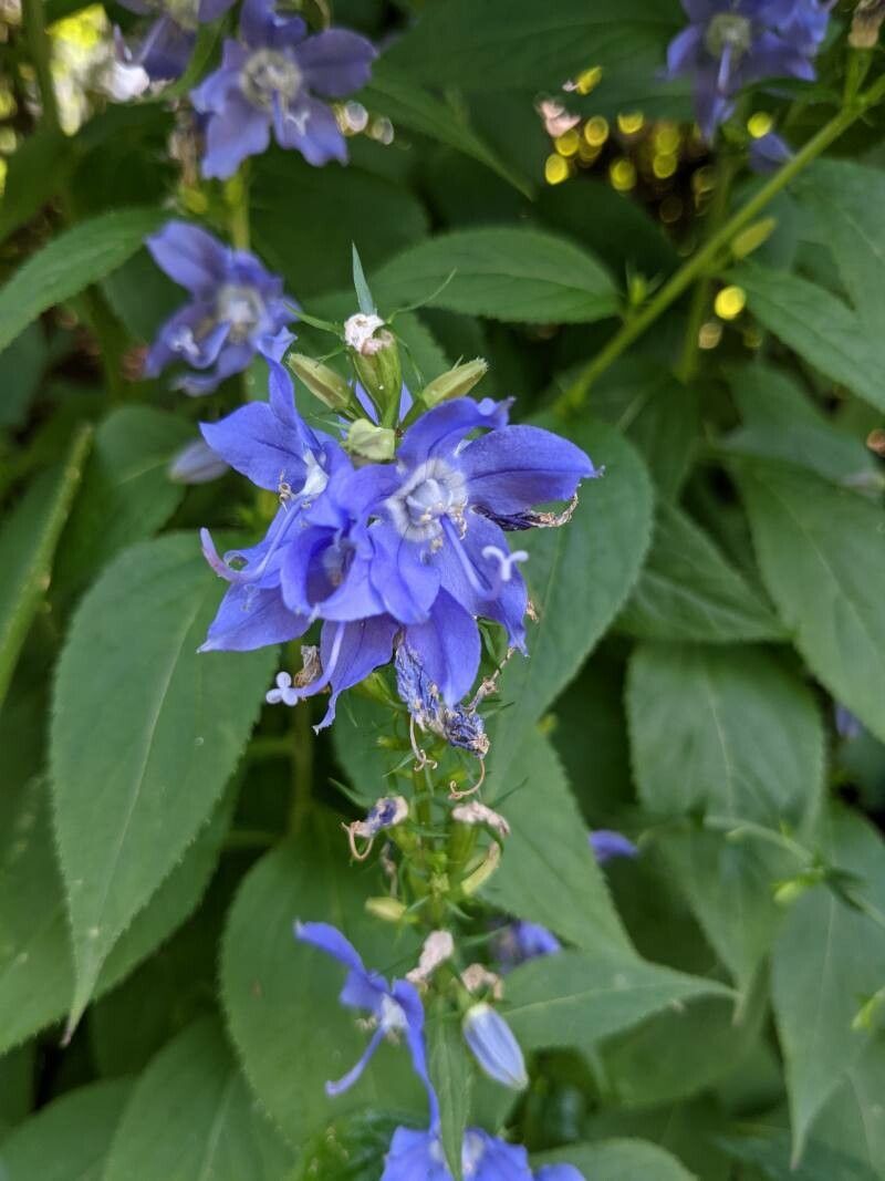 Campanulastrum americanum flower