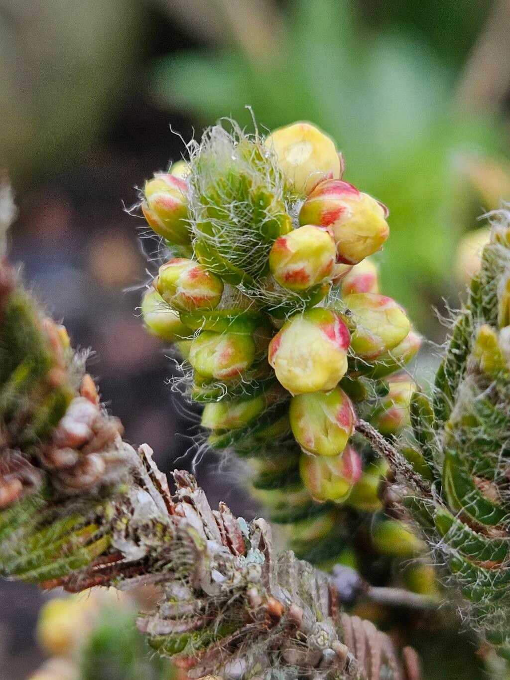 Cassiope wardii flower