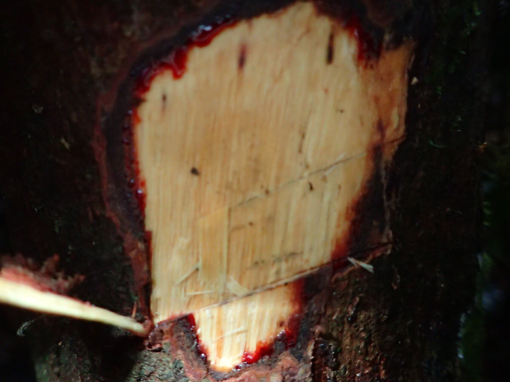 Dialium tessmannii bark