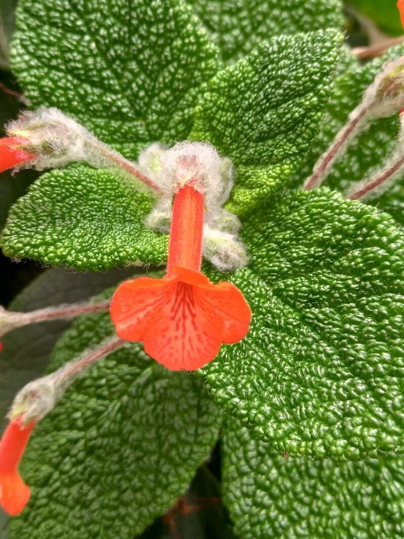 Sinningia bullata flower