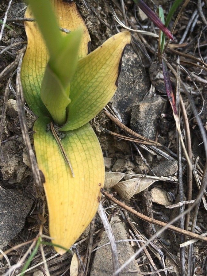 Ophrys marmorata leaf