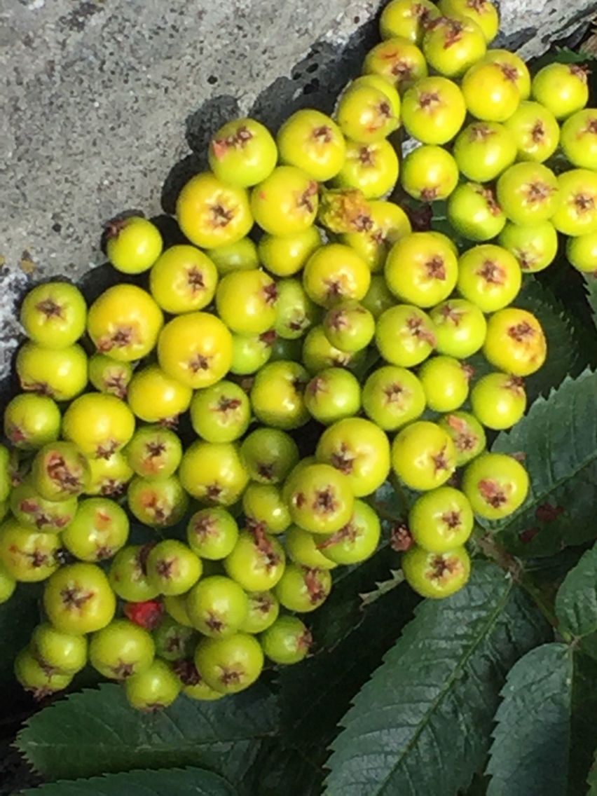 Sorbus californica fruit