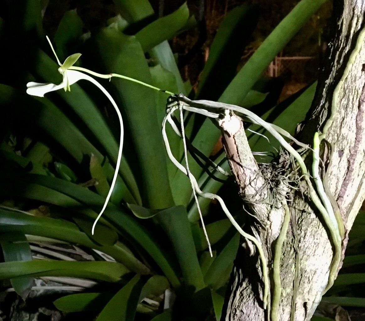Dendrophylax fawcettii flower