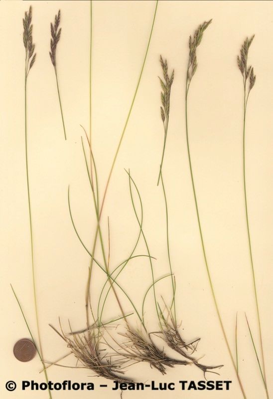 Festuca acuminata — related species from the same genus