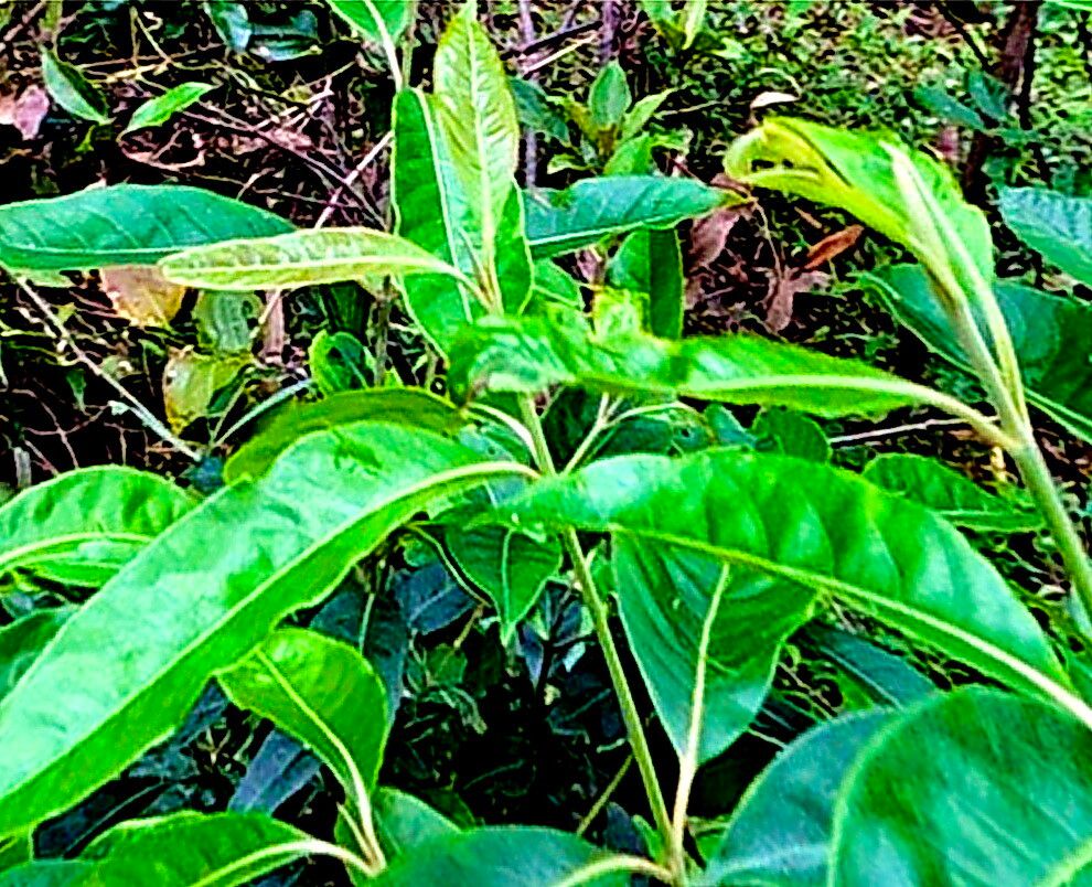 Rhodomyrtus psidioides — related species from the same genus