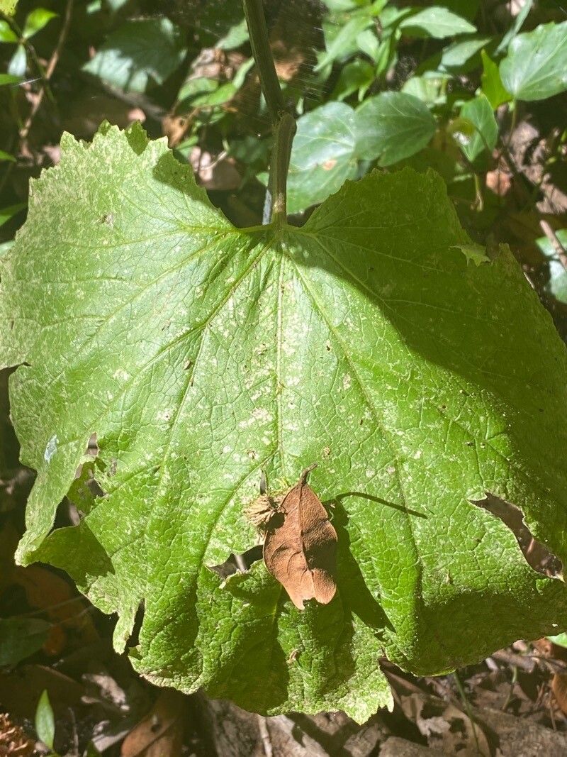 Pericallis papyracea leaf