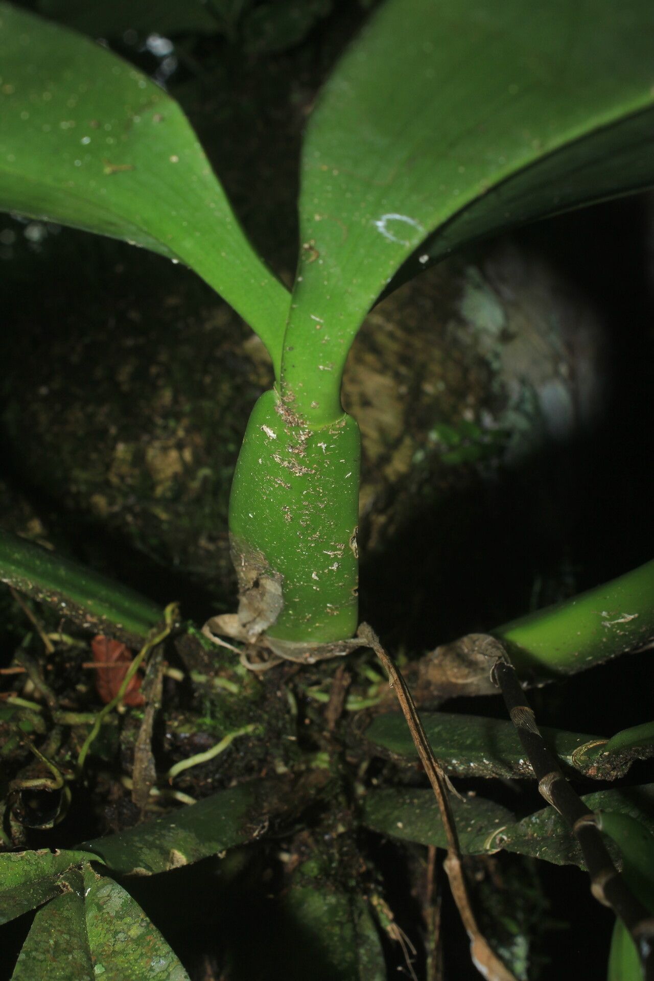 Brassia cochleata bark