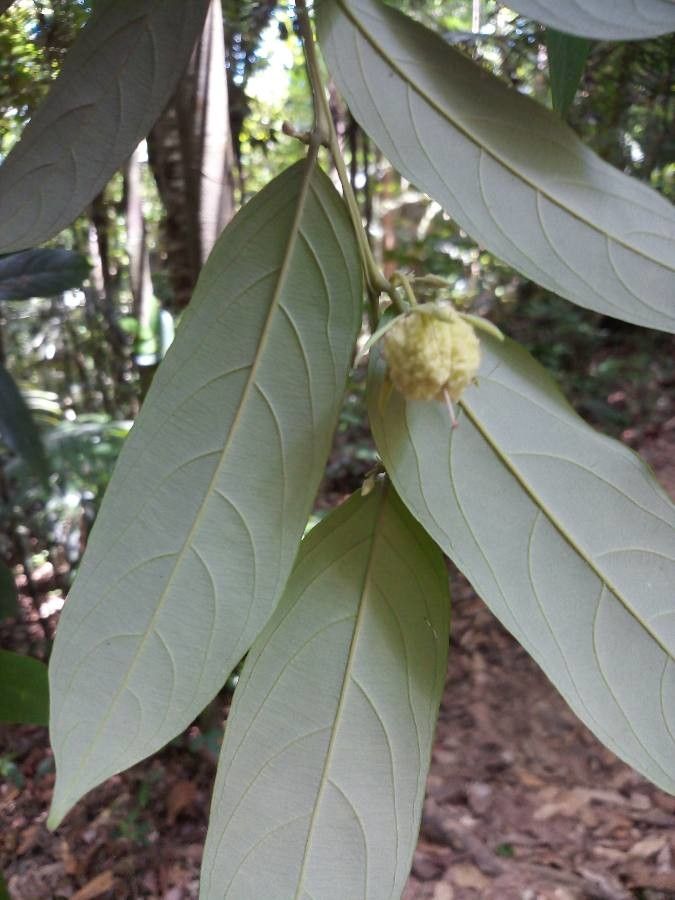Ryania speciosa fruit