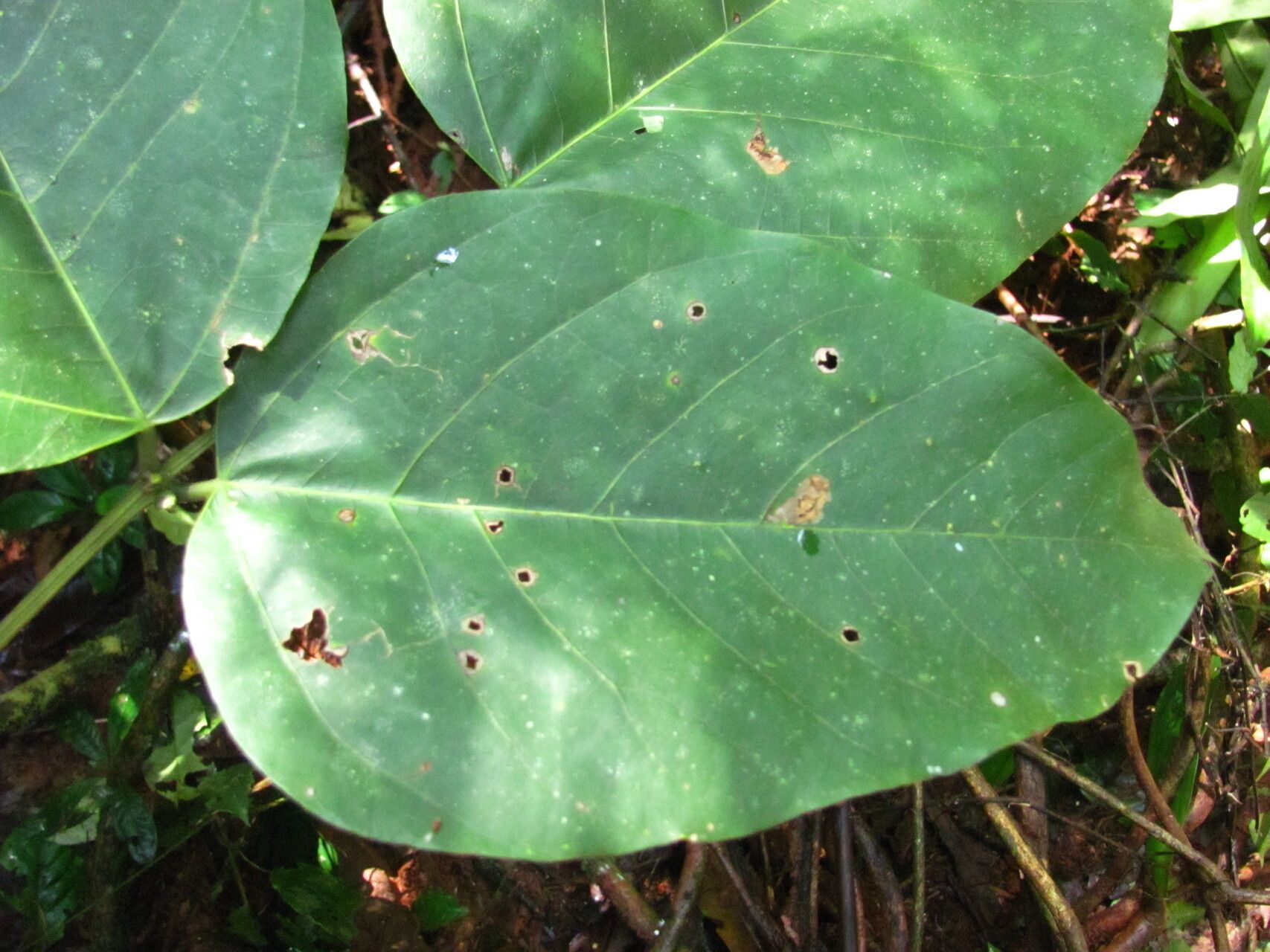 Zanthoxylum rubescens leaf