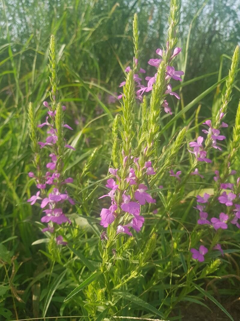 Striga hermonthica leaf