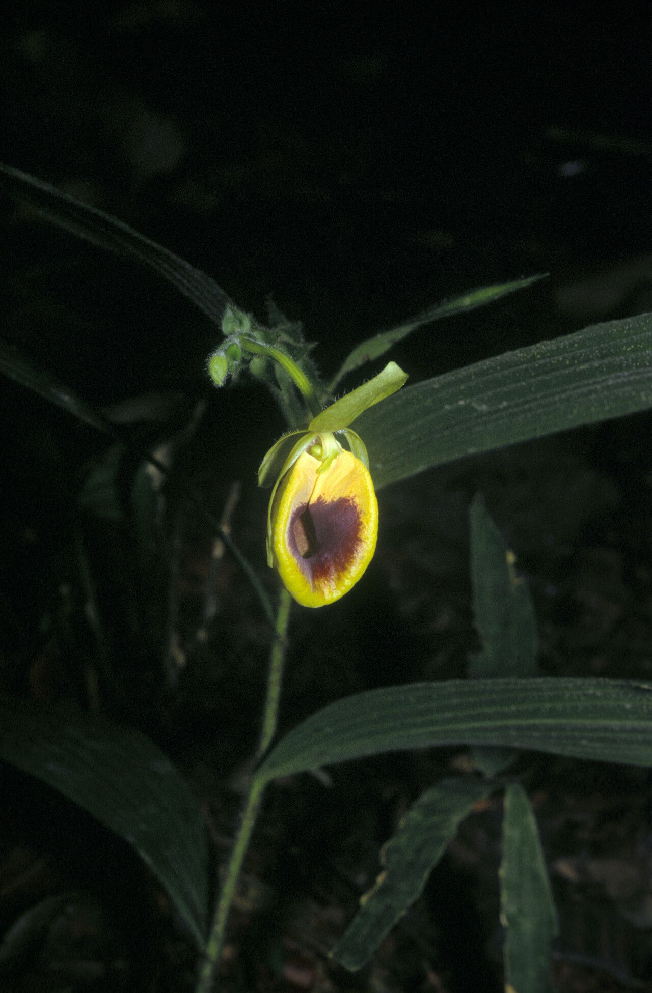 Selenipedium palmifolium — houseplant care guide