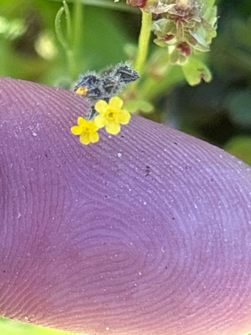 Myosotis persoonii flower