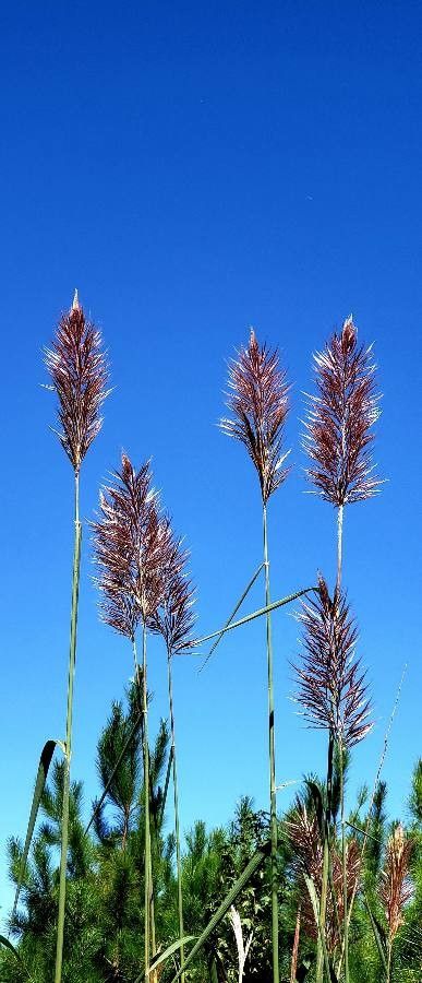 Saccharum giganteum — related species from the same genus