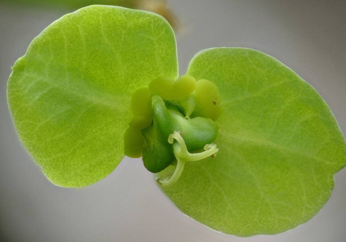 Euphorbia aprica flower