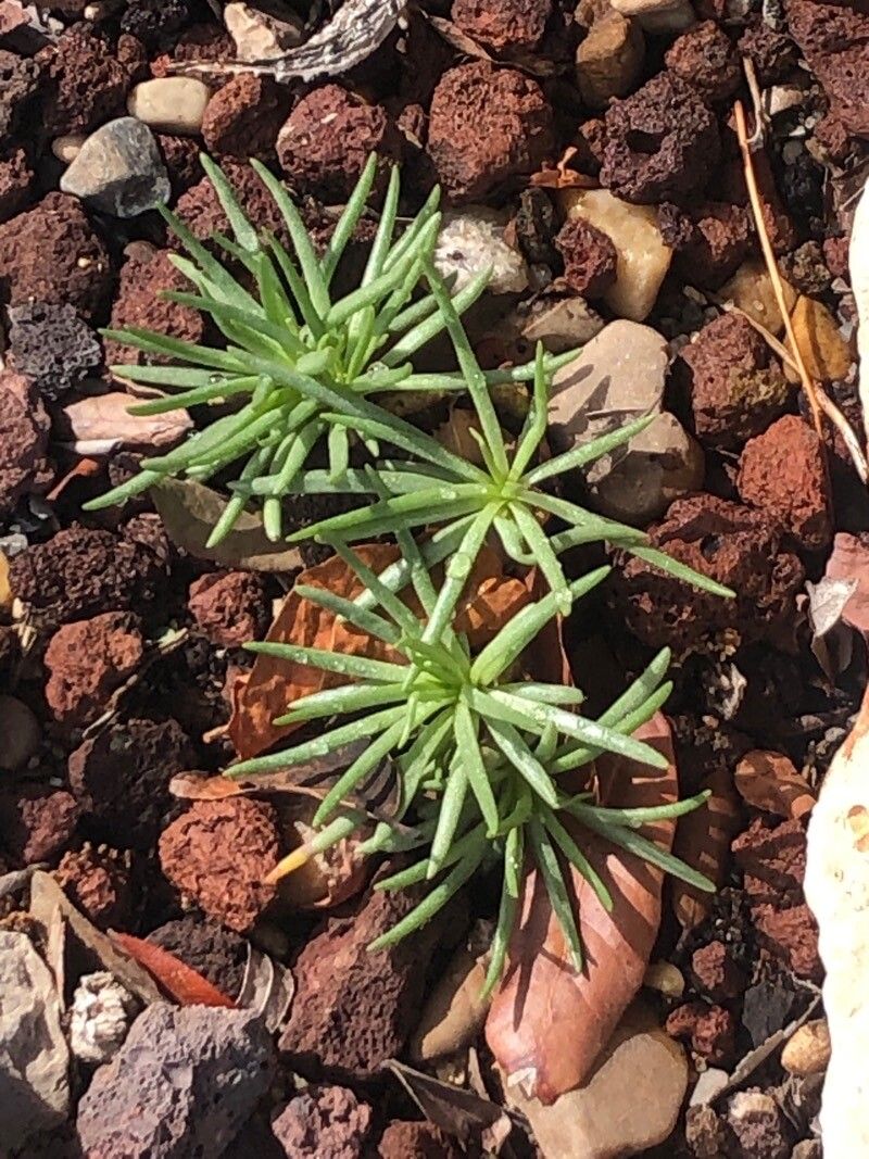 Phemeranthus punae leaf