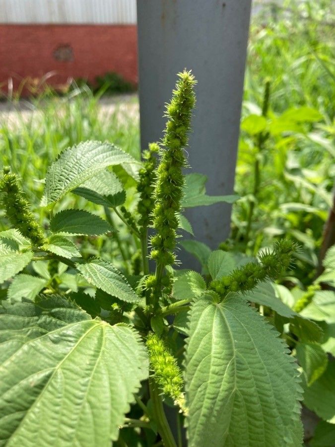Acalypha setosa fruit