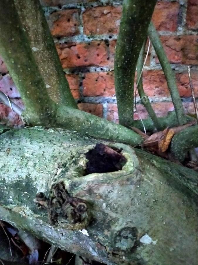 Neoshirakia japonica bark