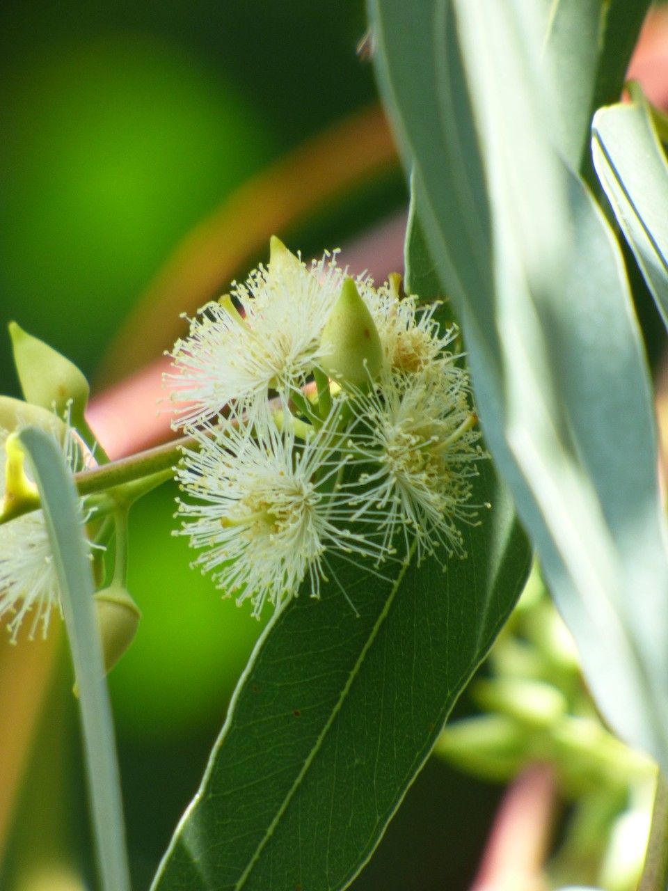 Eucalyptus tereticornis flower