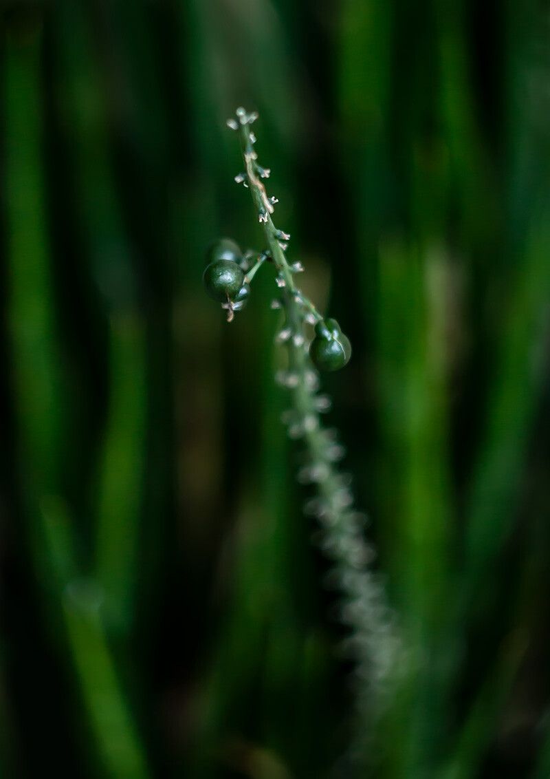 Dracaena stuckyi fruit