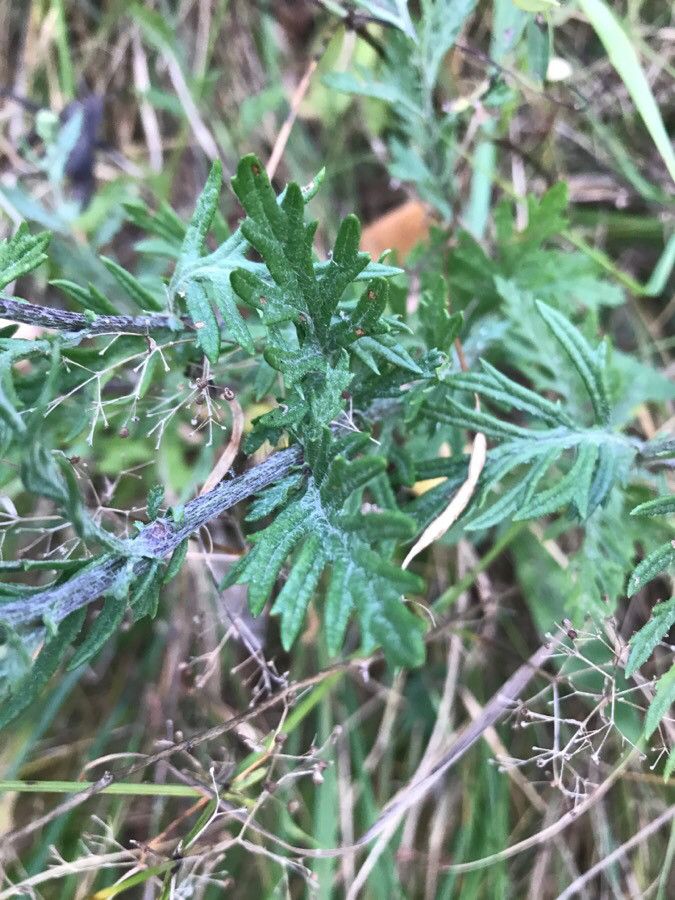 Senecio erucifolius — search result for 'Jacobaea'