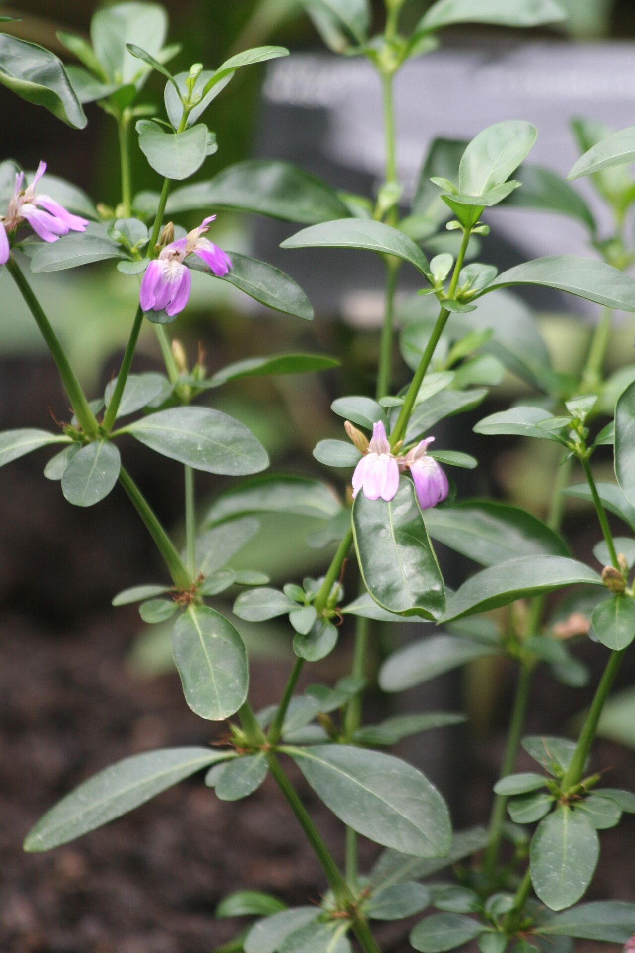 Justicia capensis flower