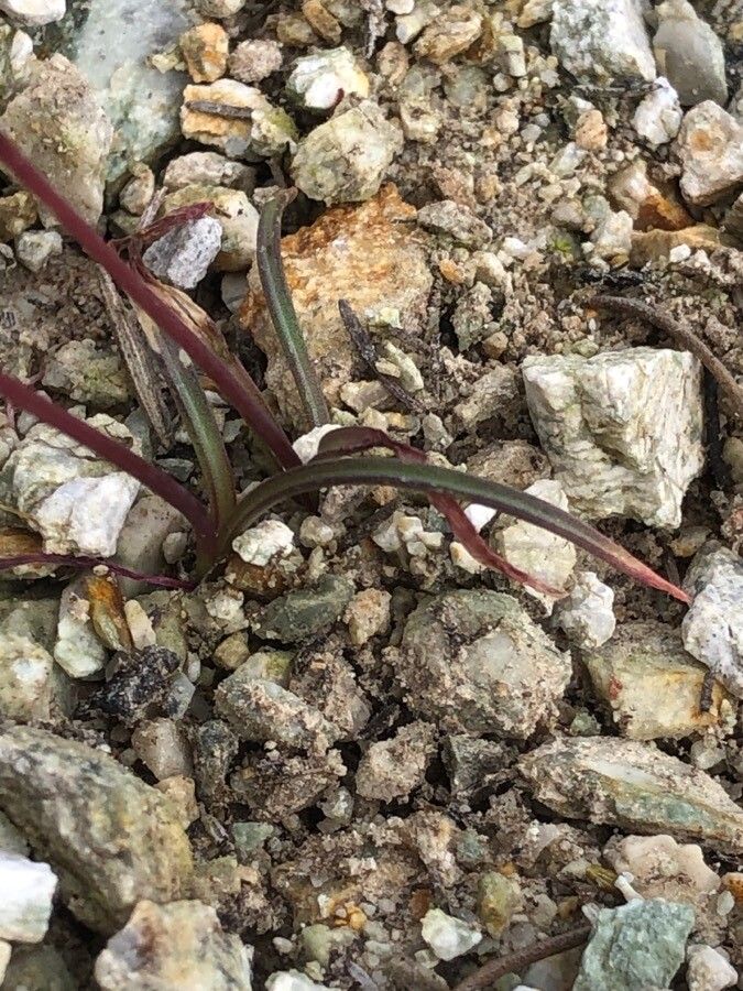 Brimeura fastigiata — related species from the same genus