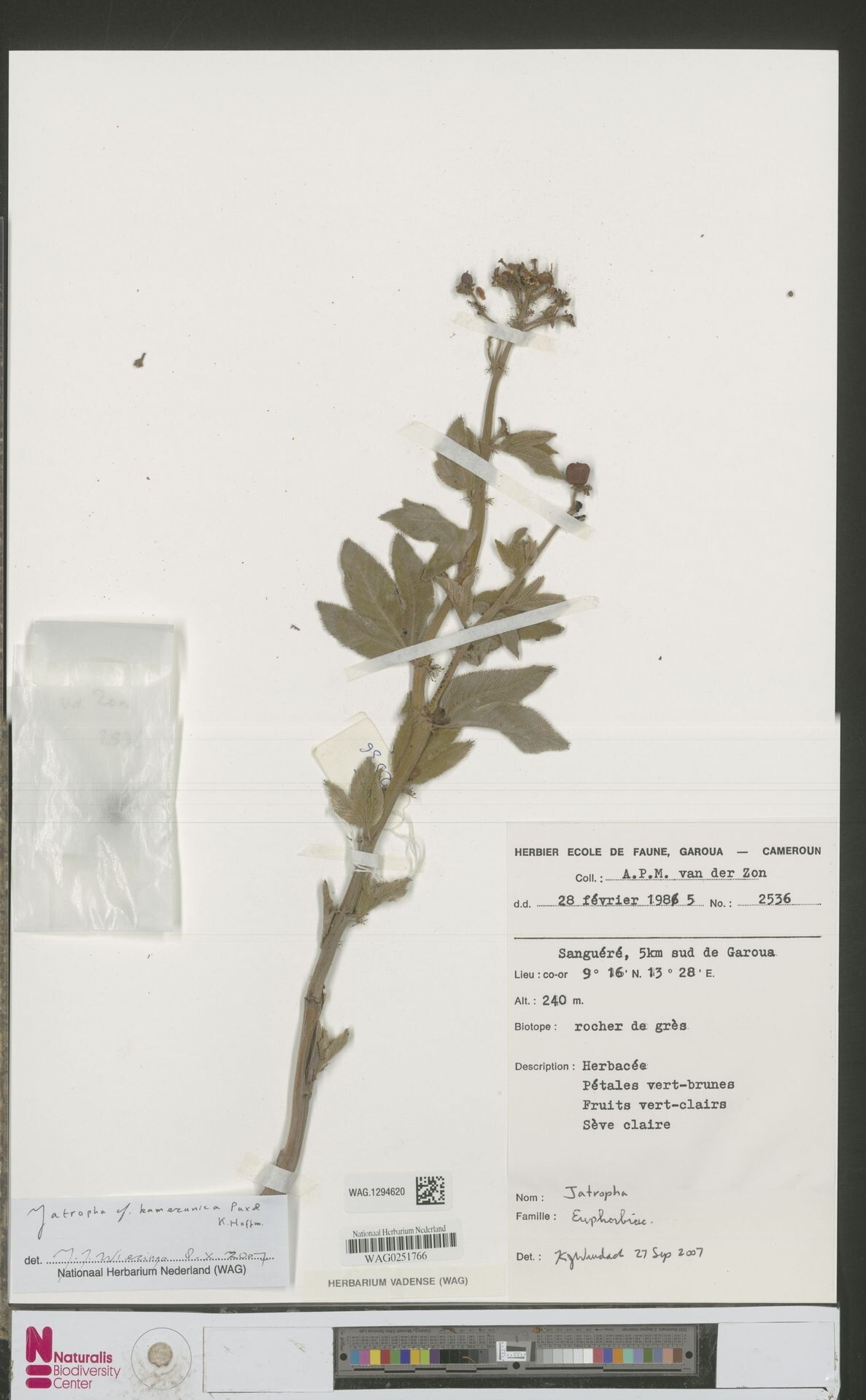 Jatropha kamerunica — houseplant care guide