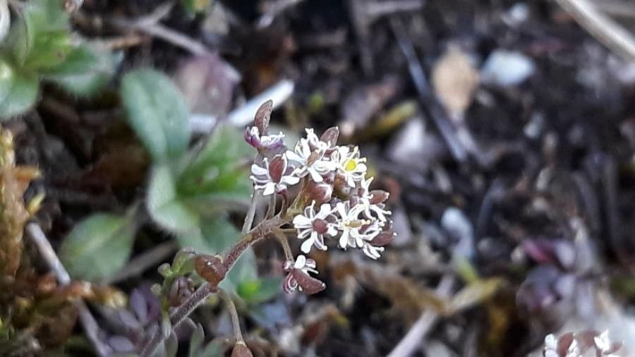 Hornungia petraea flower
