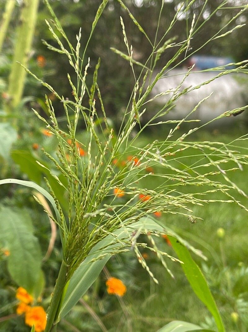 Panicum dichotomiflorum flower