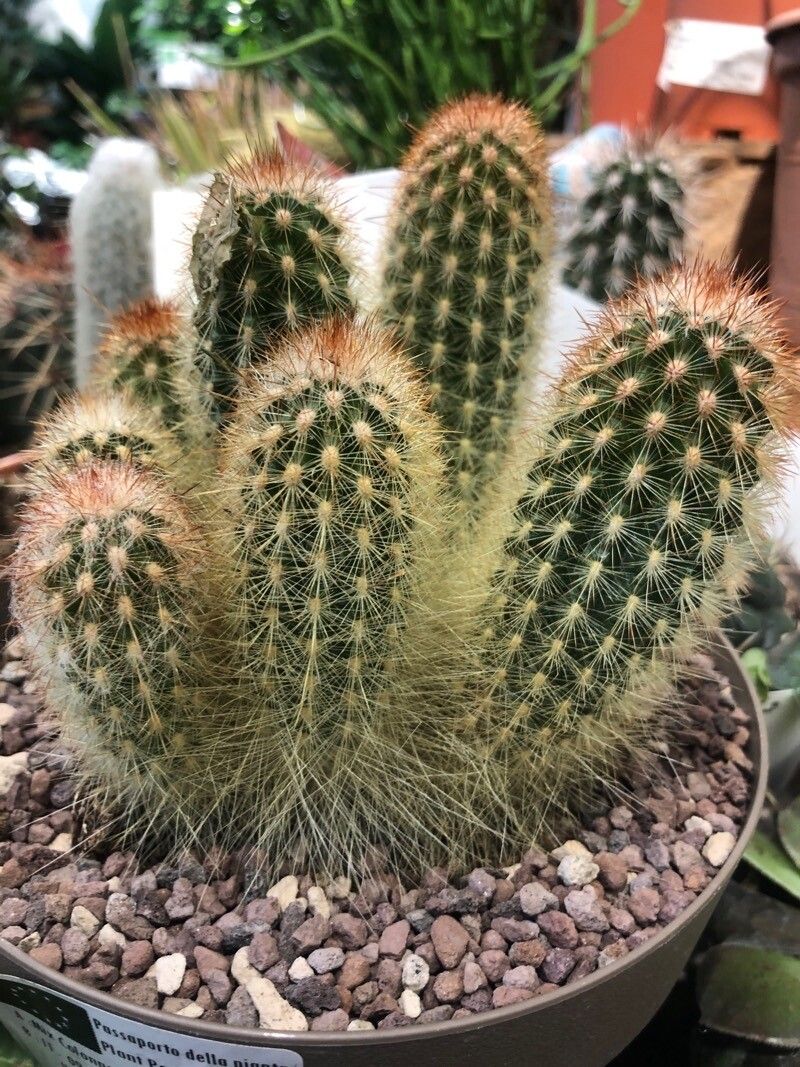 Espostoa mirabilis — search result for 'Mirabilis'