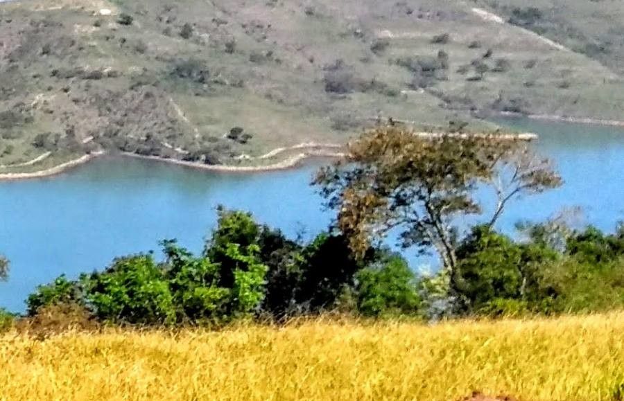 Schinopsis balansae habit