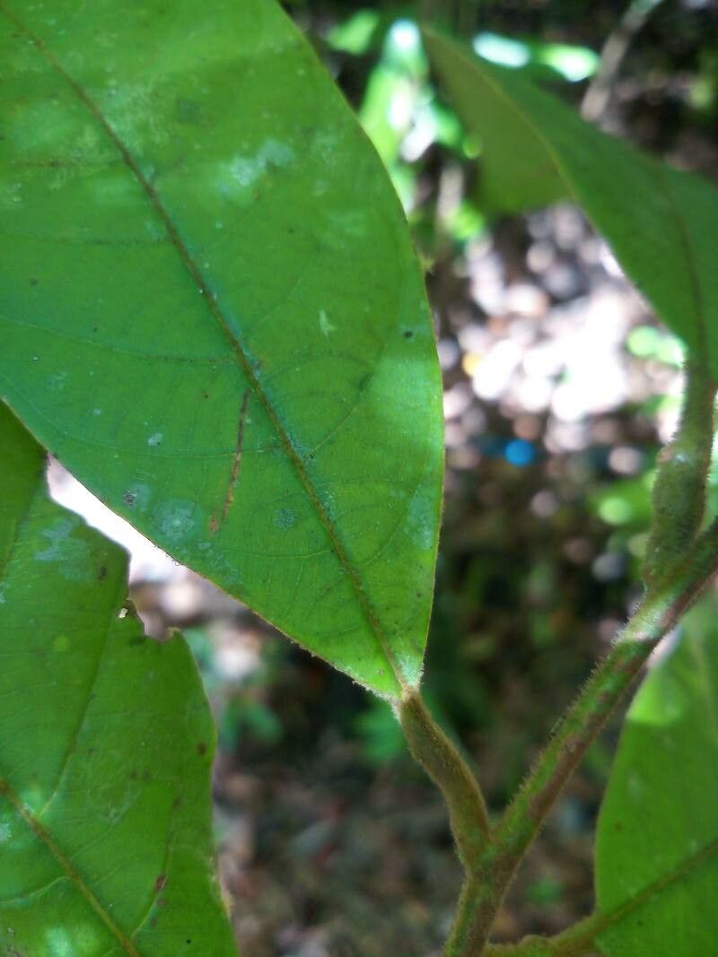Litsea umbellata leaf